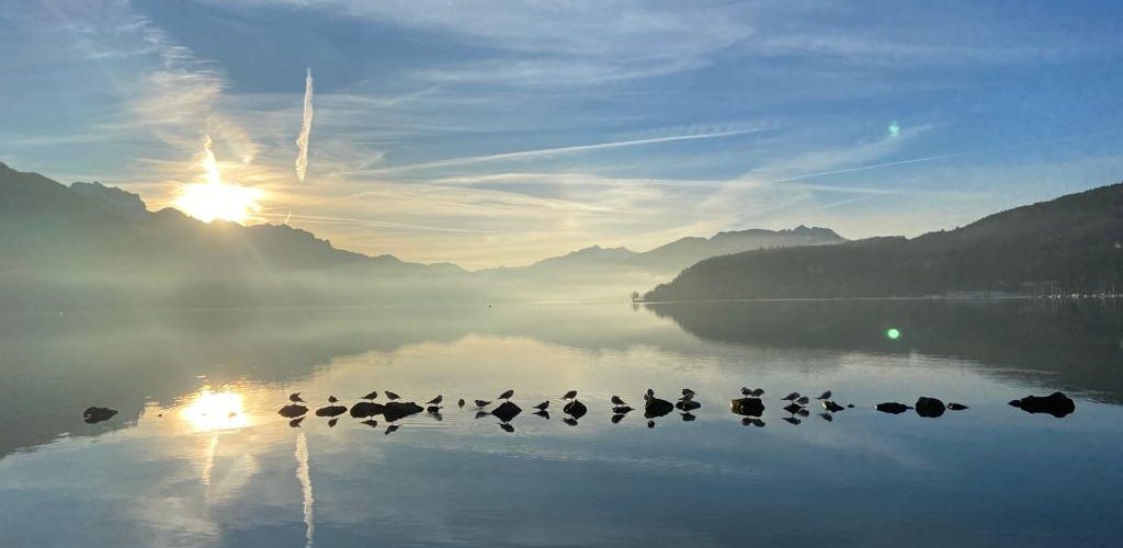 Cygnes sur le lac d'Annecy